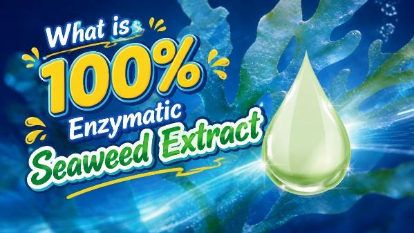 Reliable Seaweed Extract Ranking: Top Picks for Quality and Purity